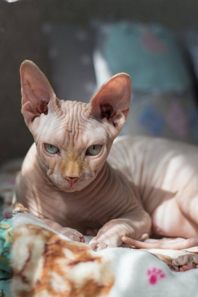 royalty free images of a sphynx